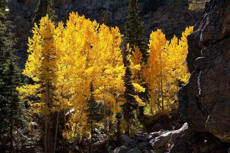 Golden Aspen