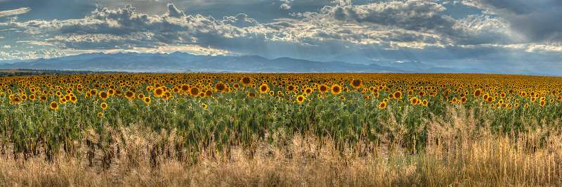 Sunflower Dream