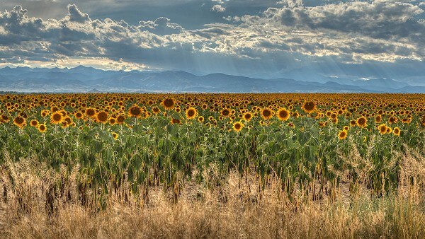 Sunflower