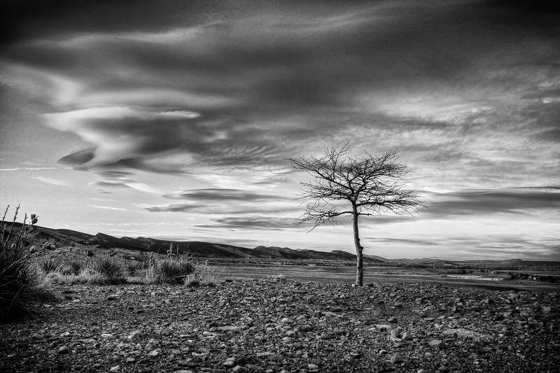 The Lone tree